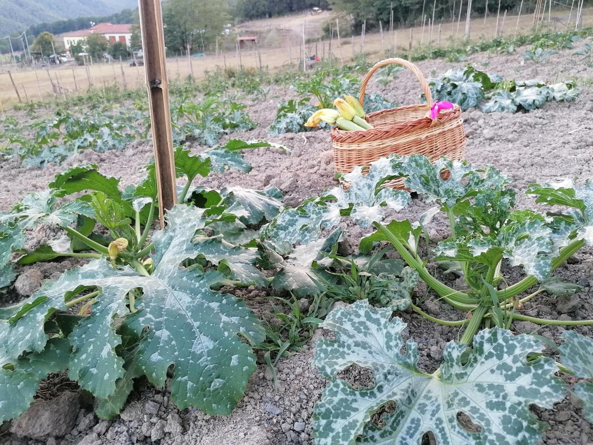 Agriturismo Dei Legi San Pietro Vara Екстериор снимка